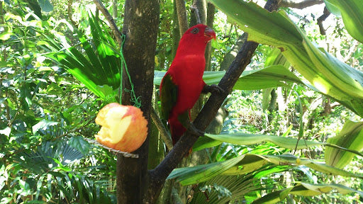 Encyclopedia of Bird Species