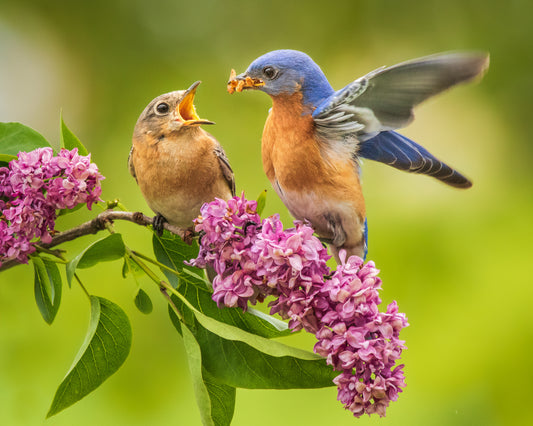 Are seeds the best bird food?