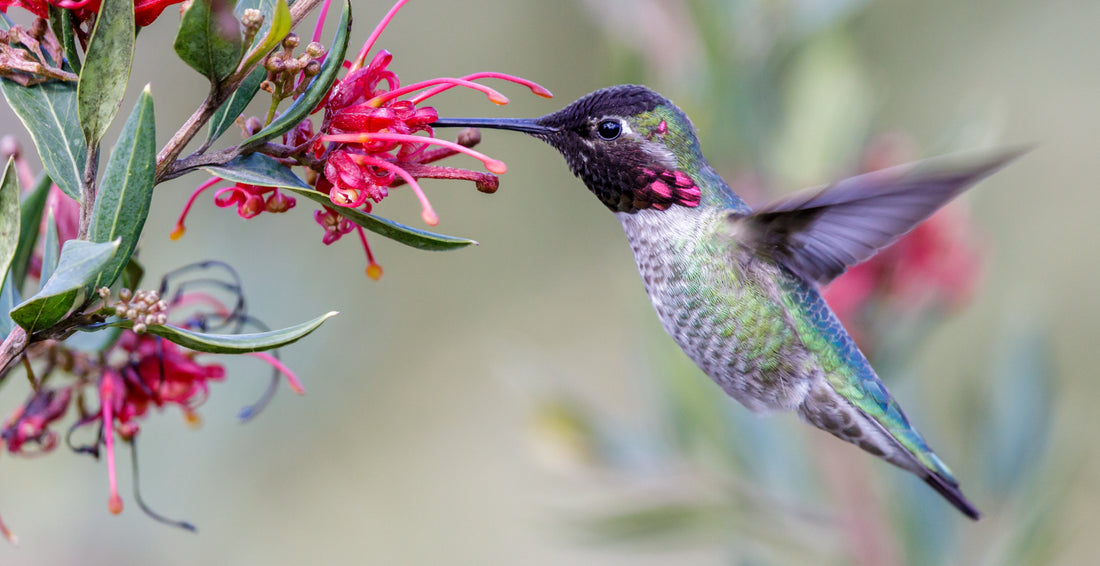 Do Birds Suffer from Allergies to Pollen?