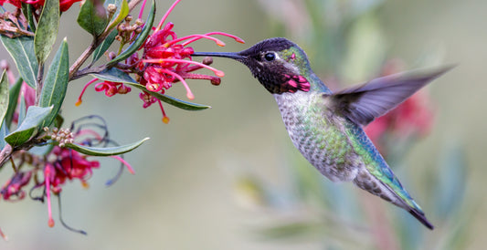 Do Birds Suffer from Allergies to Pollen?