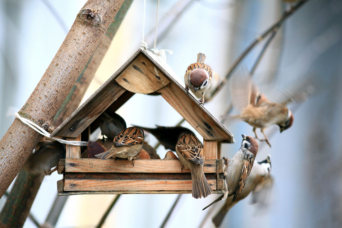 Why Do Birds Fluff Up Their Feathers?